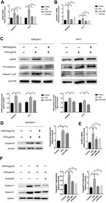 Ligustrazine Alleviate Acute Lung Injury Through Suppressing Pyroptosis and Apoptosis of Alveolar Macrophages